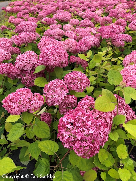 Hydrangea arborescens 'Ncha2' (Pink Annabelle) pallohortensia